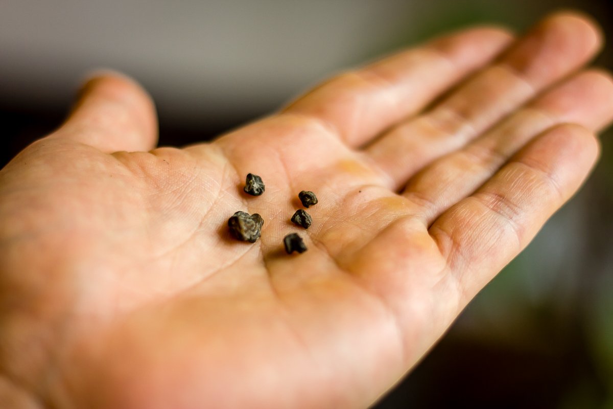 Essayer les champignons magiques pour la première fois – Microdose