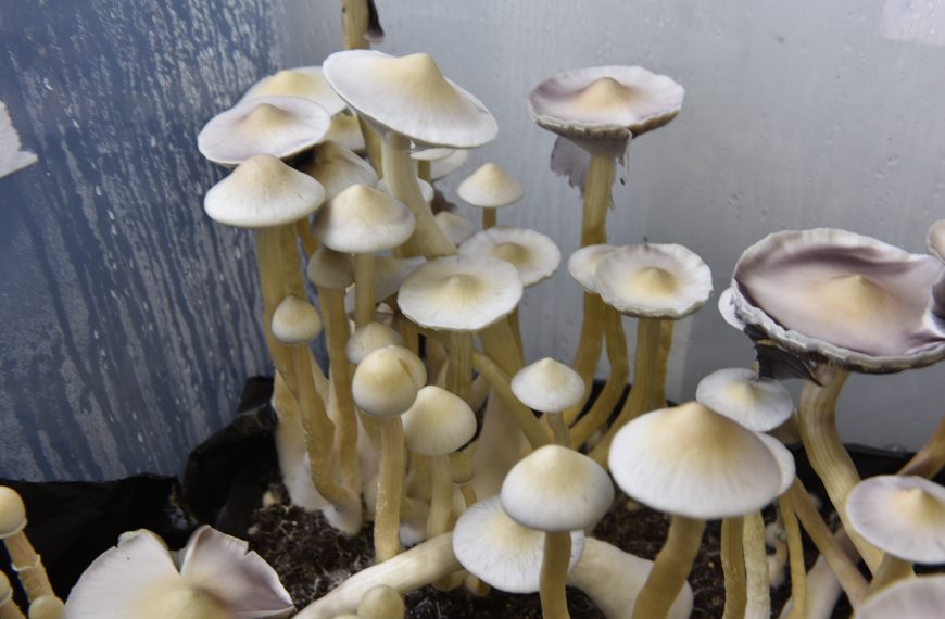 Magic Mushrooms In Vancouver – Where Can I Find Shrooms?