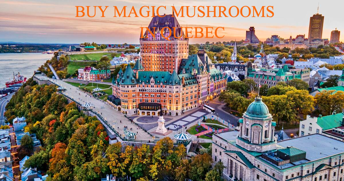 magic+mushrooms+montreal