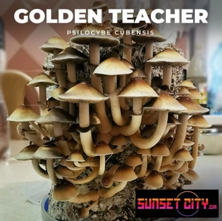 golden+teachers