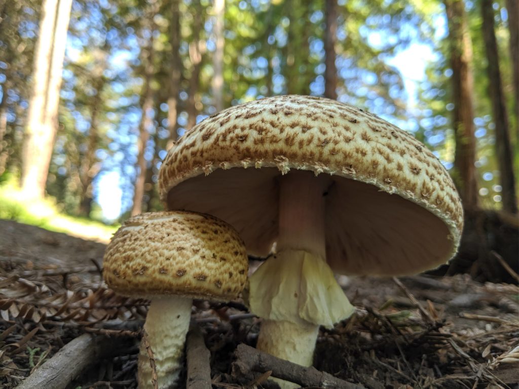 Agaricus Augustus