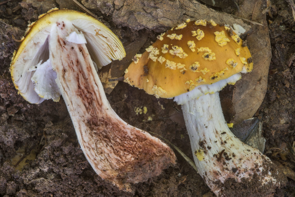 Amanita Flavorubens