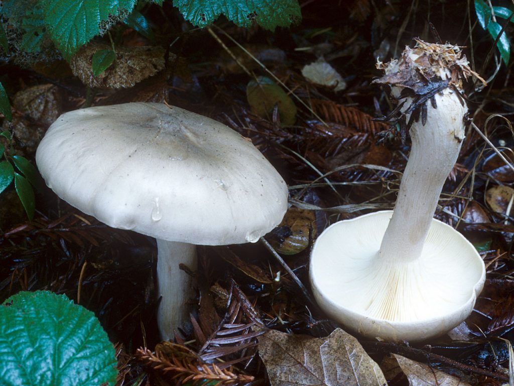 Clitocybe nébulaire