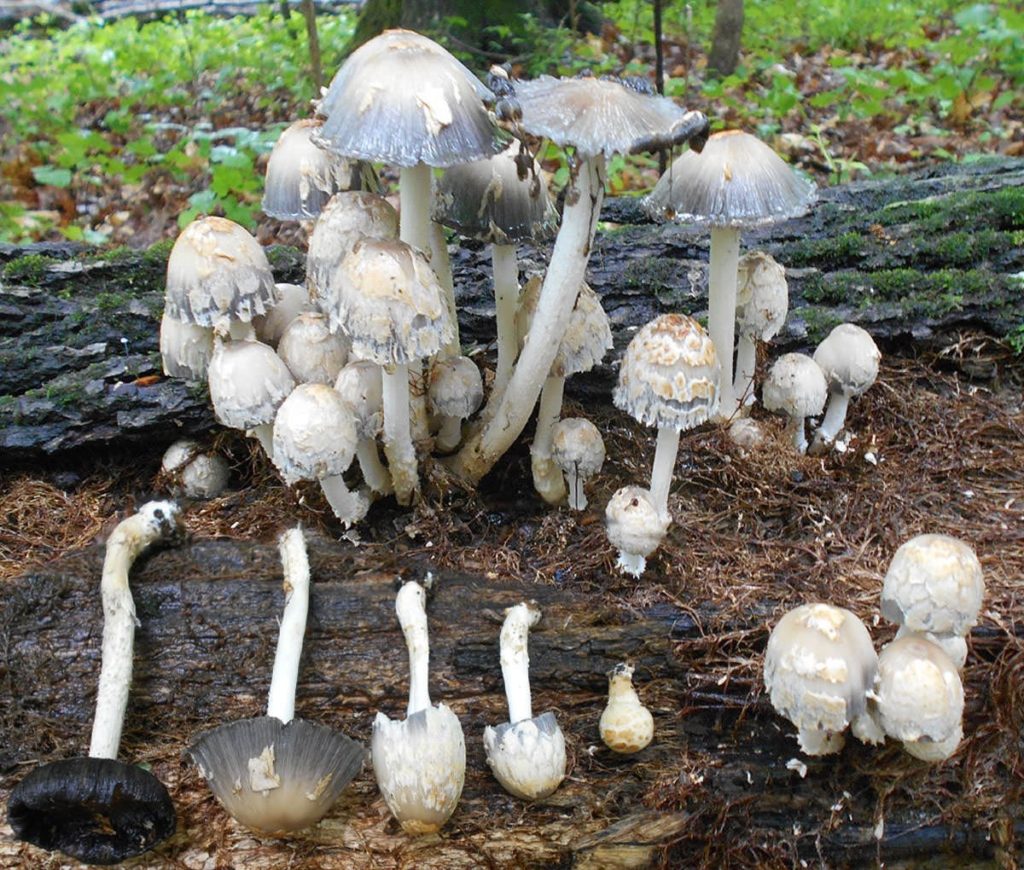 Coprinopsis variégata