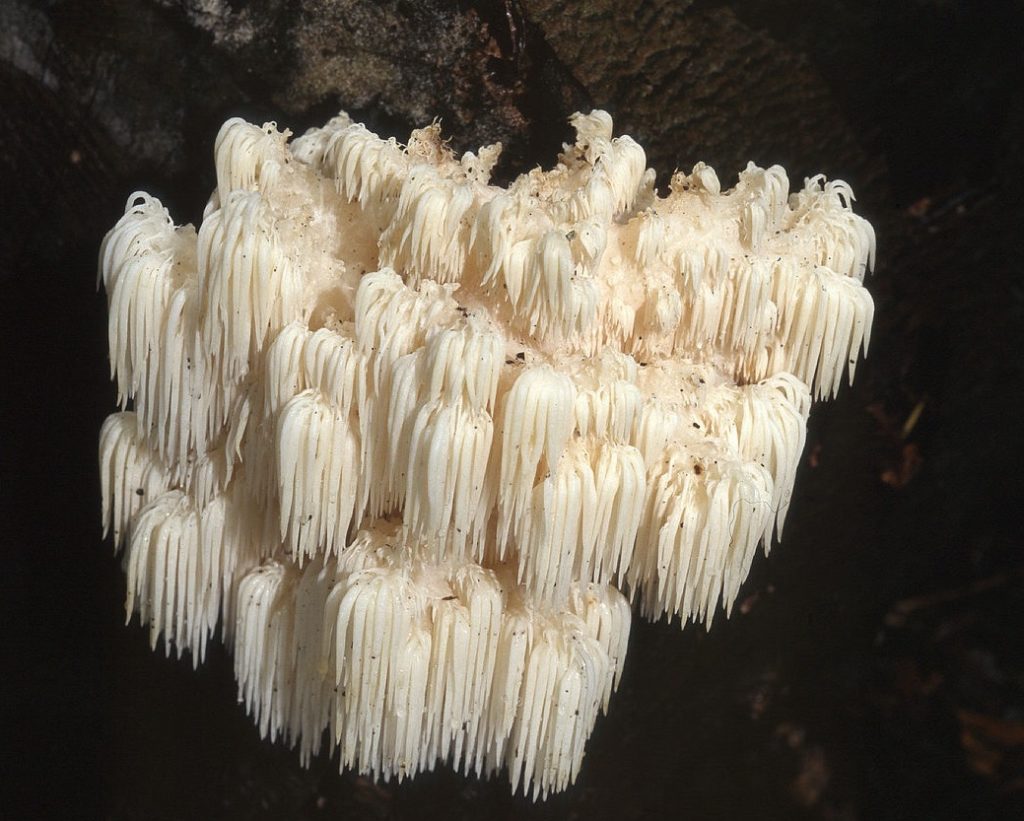 Hericium américain