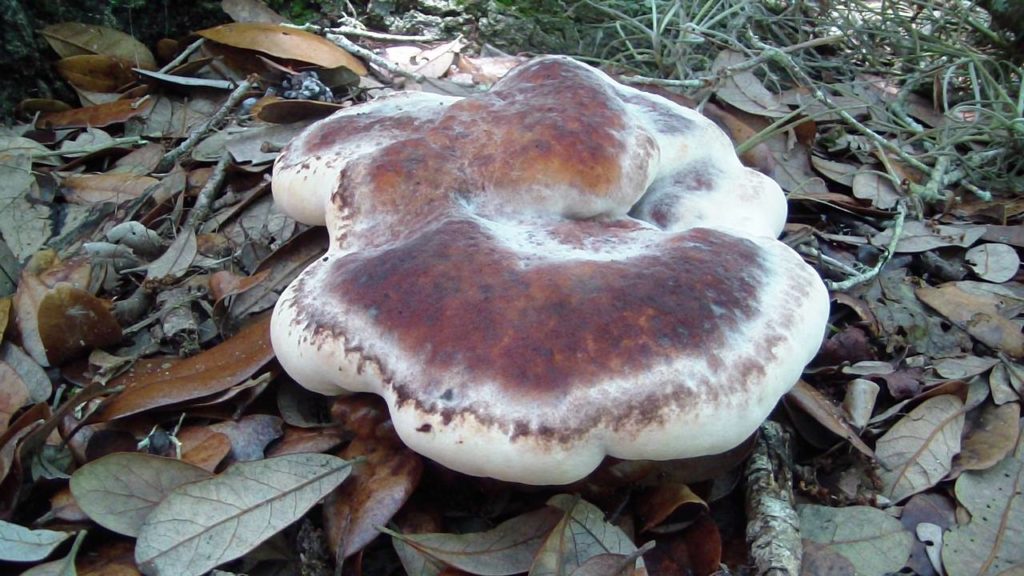 Laetiporus persicinus