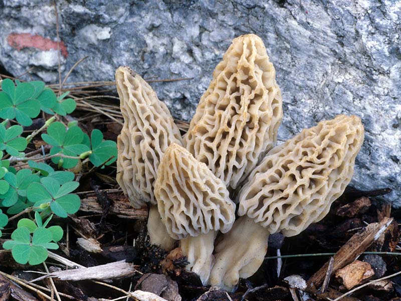 Morchella Rufobrunnea