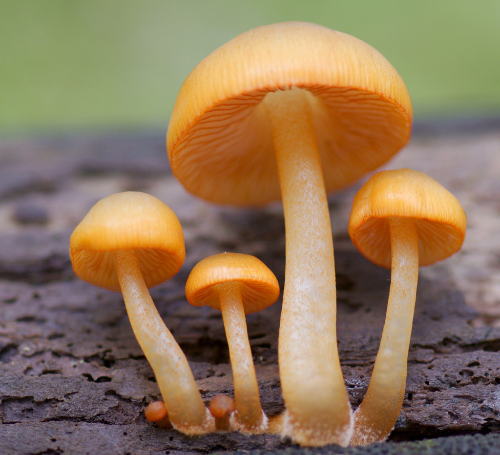 Mycena Léaiana