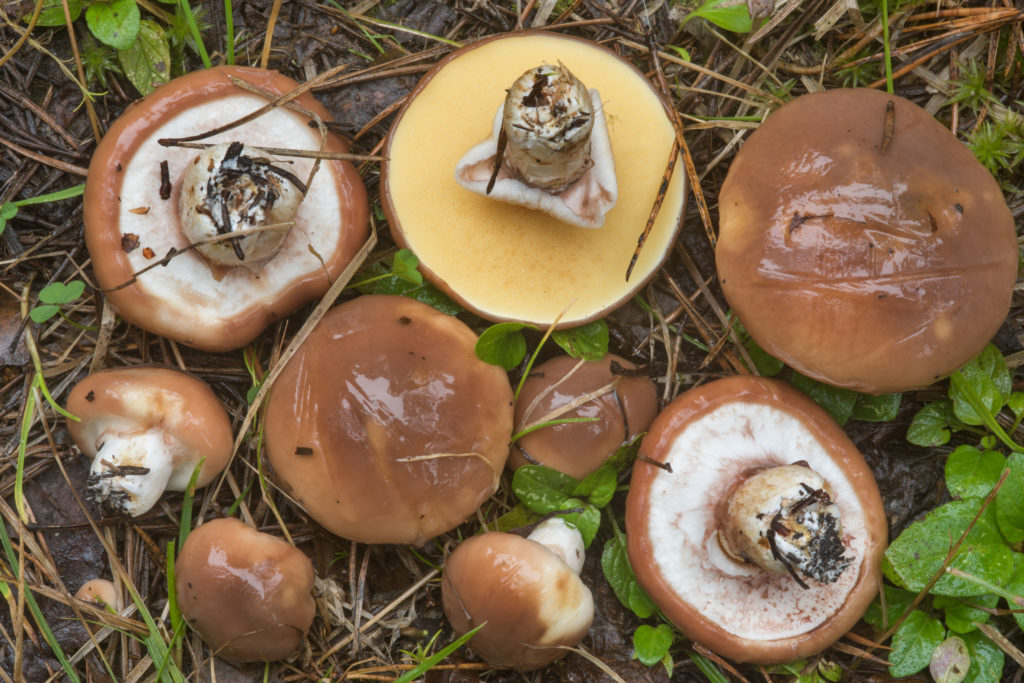 Suillus Luteus